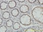 PSMA7 Antibody (monoclonal) (M01)